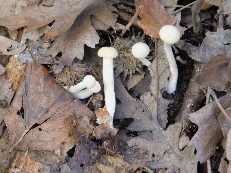 10 Fotogr.il 18.12.2021 sotto Leccio